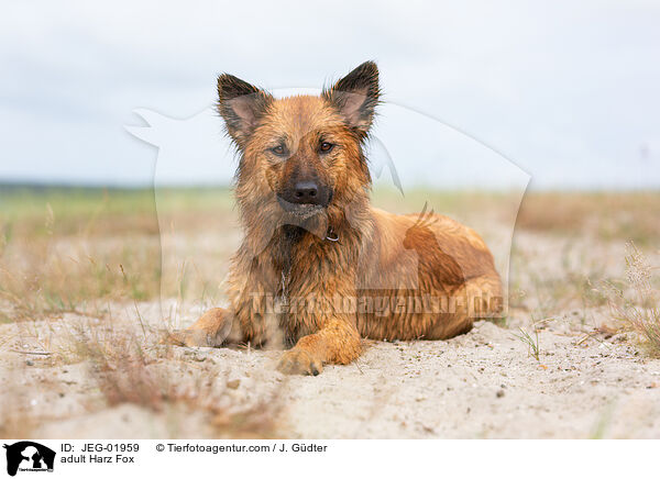 ausgewachsener Harzer Fuchs / adult Harz Fox / JEG-01959