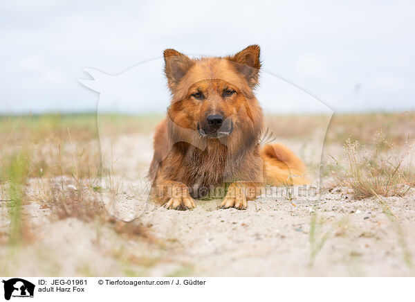 ausgewachsener Harzer Fuchs / adult Harz Fox / JEG-01961