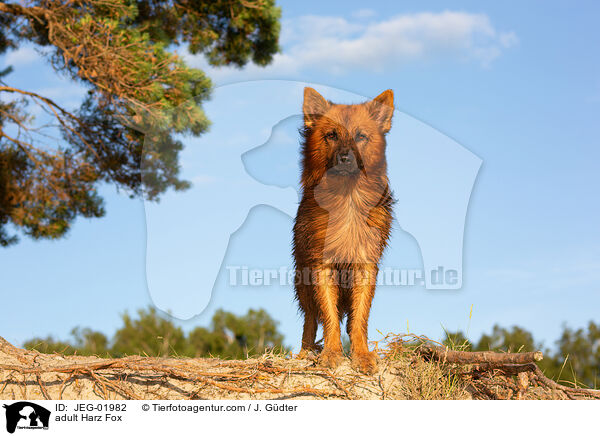 ausgewachsener Harzer Fuchs / adult Harz Fox / JEG-01982