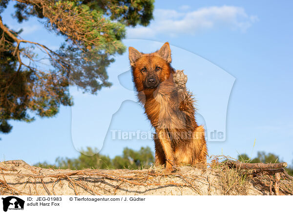ausgewachsener Harzer Fuchs / adult Harz Fox / JEG-01983