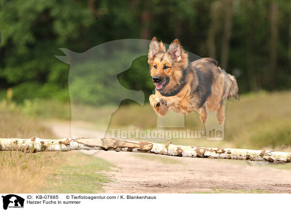 Harzer Fuchs im Sommer / Harzer Fuchs in summer / KB-07885