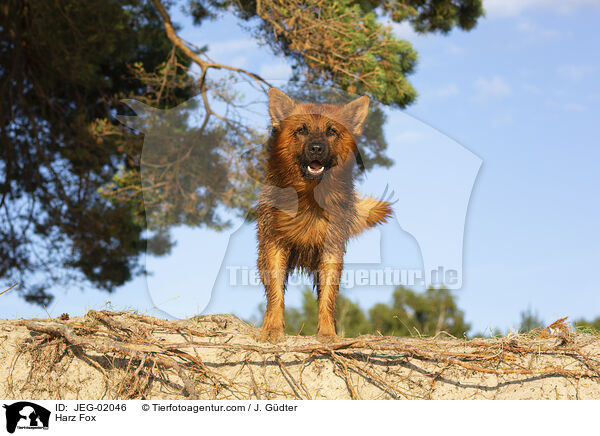 Harzer Fuchs / Harz Fox / JEG-02046