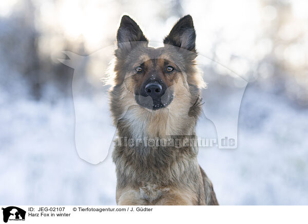 Harzer Fuchs im Winter / Harz Fox in winter / JEG-02107