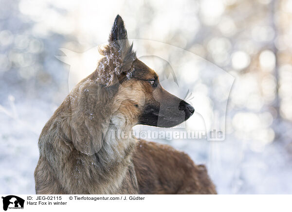 Harzer Fuchs im Winter / Harz Fox in winter / JEG-02115