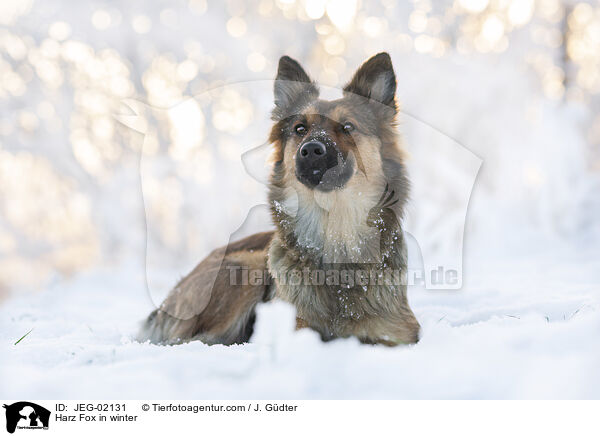 Harzer Fuchs im Winter / Harz Fox in winter / JEG-02131