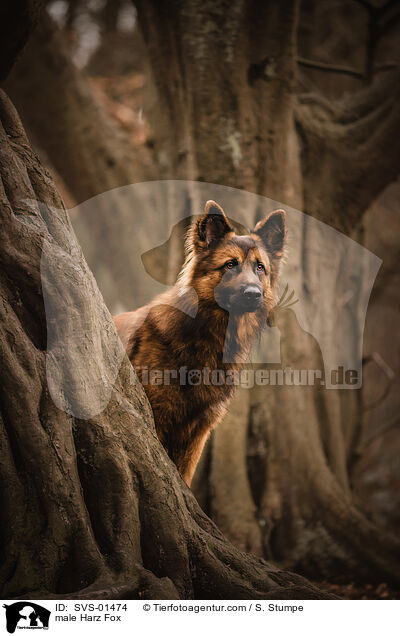 Harzer Fuchs Rde / male Harz Fox / SVS-01474