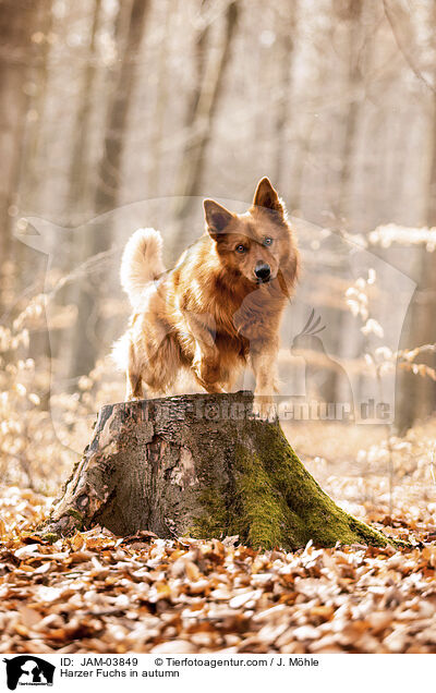 Harzer Fuchs im Herbst / Harzer Fuchs in autumn / JAM-03849