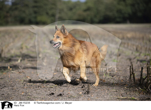 Harzer Fuchs / Harz Fox / JM-15235