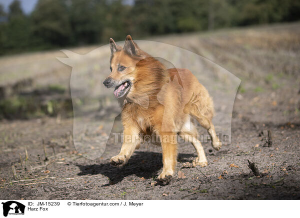 Harzer Fuchs / Harz Fox / JM-15239