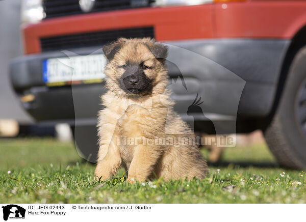 Harzer Fuchs Welpe / Harz Fox Puppy / JEG-02443