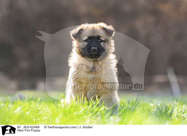 Harz Fox Puppy / JEG-02468