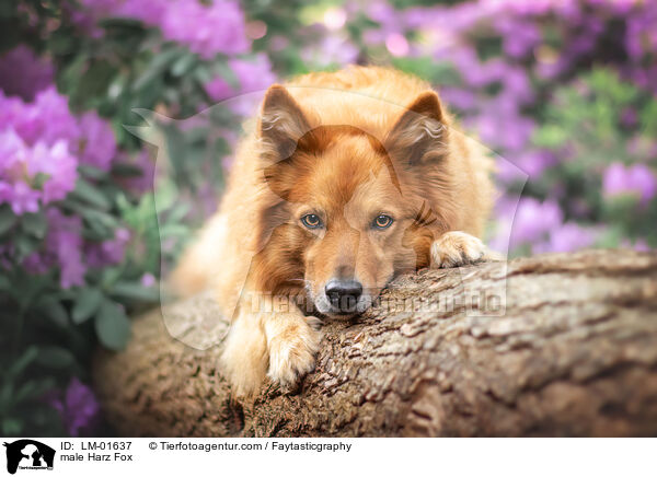 male Harz Fox / LM-01637