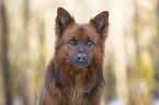 Harz Fox Portrait