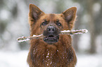 Harz Fox in the winter