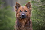 Harz Fox Portrait