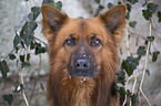 Harz Fox Portrait