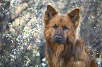 Harz Fox Portrait