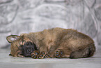 Harz Fox Puppy