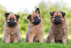 Harz Fox Puppies