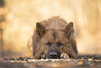 lying Harz Fox