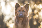 Harz Fox Portrait