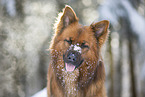 Harz Fox Portrait