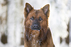 Harz Fox Portrait