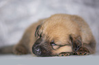 Harz Fox Puppy