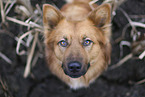 Harz Fox Portrait