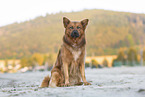 male Harz Fox