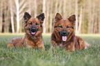 Harz Foxes