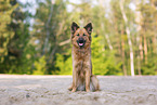 Harz Fox in summer