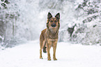 Harz Fox in winter