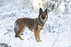 Harz Fox in winter