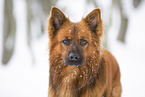 Harz Fox in winter