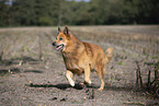 Harz Fox