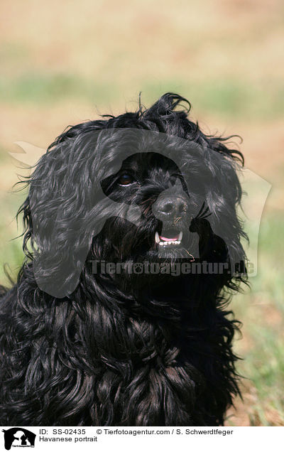 Havaneser Portrait / Havanese portrait / SS-02435