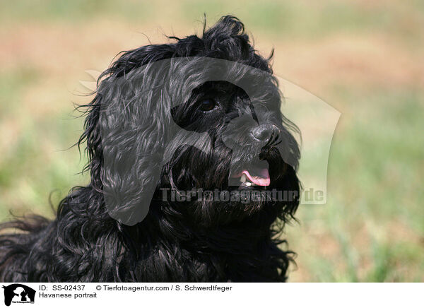 Havaneser Portrait / Havanese portrait / SS-02437