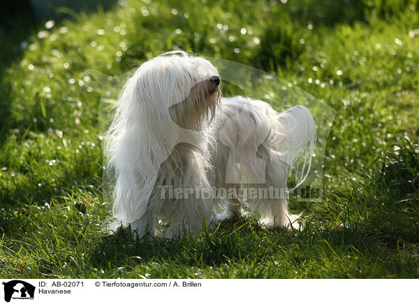 Havaneser / Havanese / AB-02071