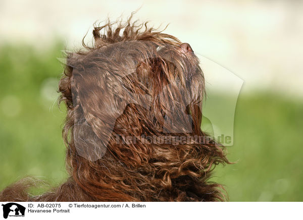 Havaneser Portrait / Havanese Portrait / AB-02075