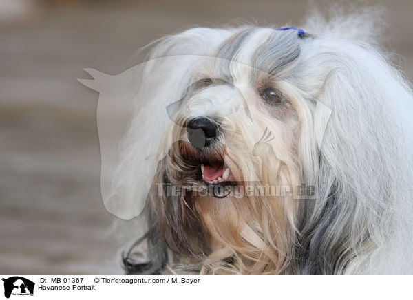 Havaneser Portrait / Havanese Portrait / MB-01367