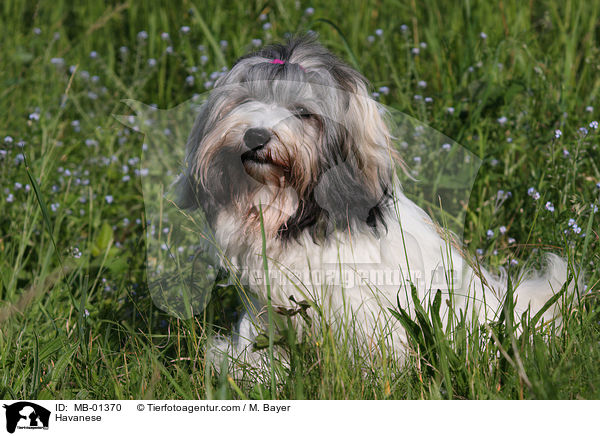 Havaneser / Havanese / MB-01370