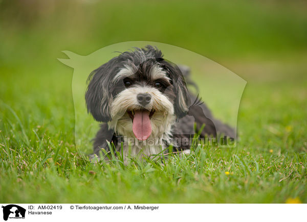 Havaneser / Havanese / AM-02419