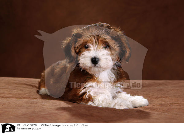 Havaneser Welpe / havanese puppy / KL-05076