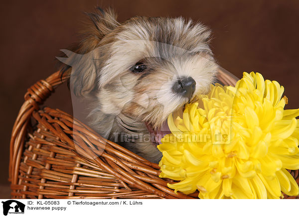 Havaneser Welpe / havanese puppy / KL-05083