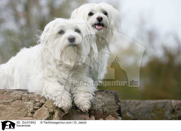 Havaneser / havanese / DJ-01942