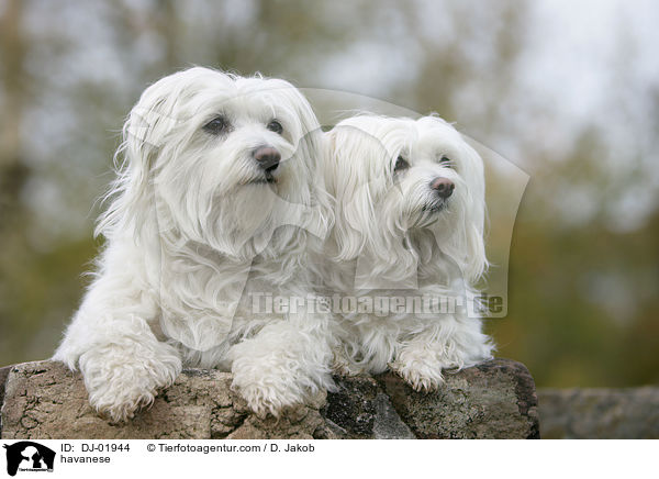 Havaneser / havanese / DJ-01944