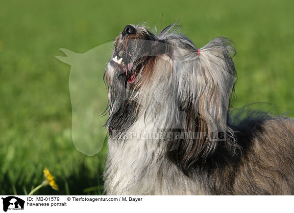 Havaneser Portrait / havanese portrait / MB-01579