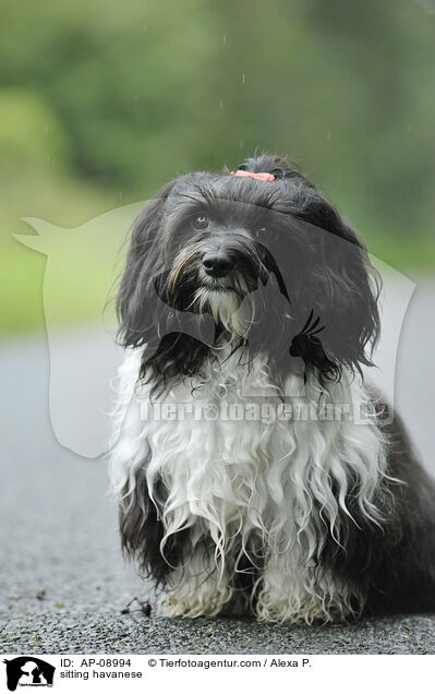 sitzender Havaneser / sitting havanese / AP-08994