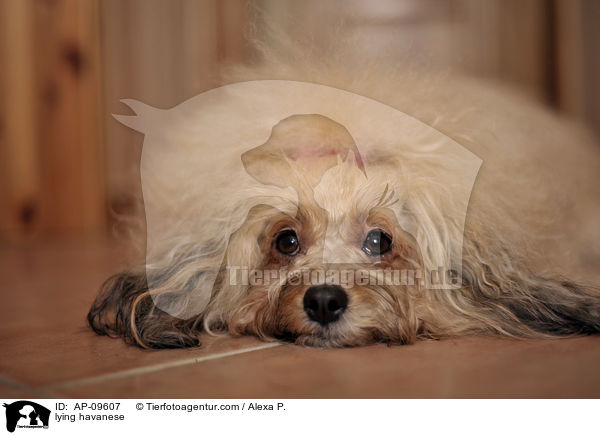 liegender Havaneser / lying havanese / AP-09607